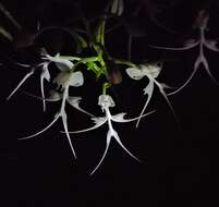 Image of Doll orchid