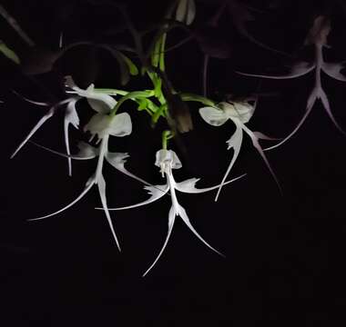 Image of Doll orchid