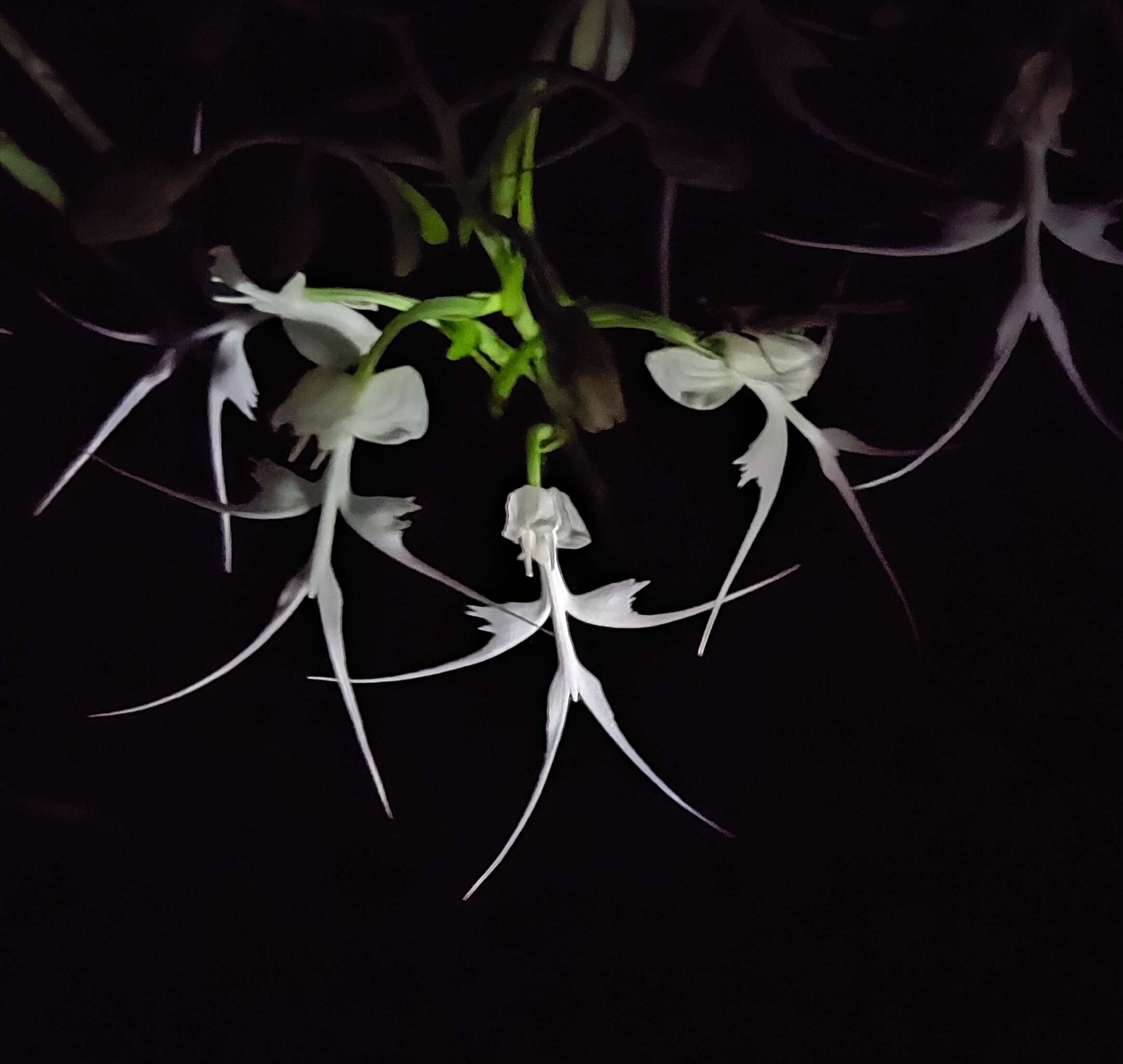 Image of Doll orchid