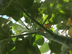 Image of Sonchus brassicifolius S. C. Kim & Mejías