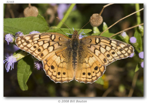 Image of Variegated Fritillary