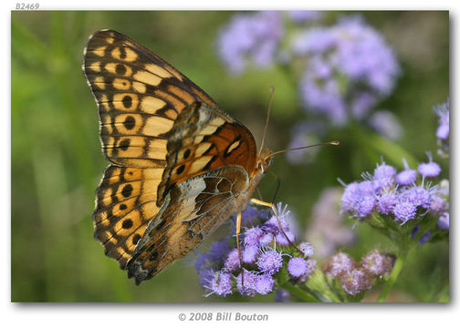 Image of Variegated Fritillary