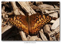 Image of Variegated Fritillary