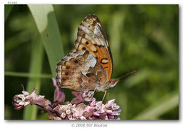 Image of Variegated Fritillary