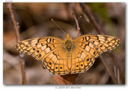 Image of Variegated Fritillary