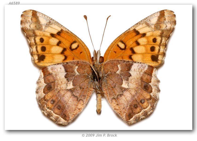 Image of Variegated Fritillary