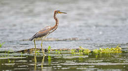 Image de Aigrette tricolore