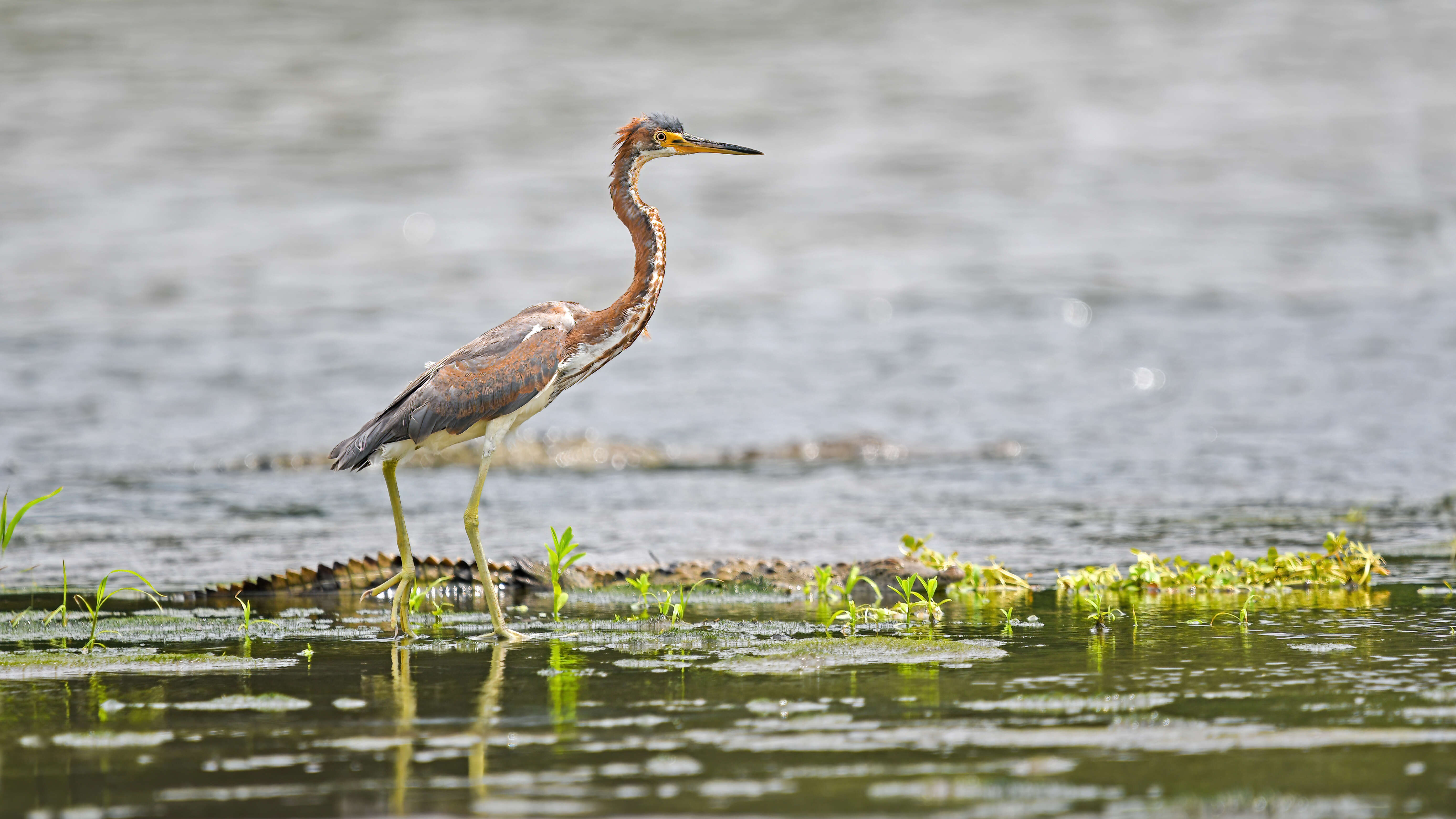 Image de Aigrette tricolore