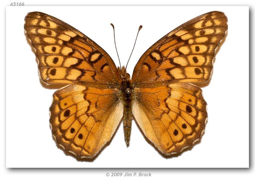 Image of Variegated Fritillary