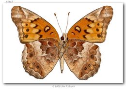 Image of Variegated Fritillary