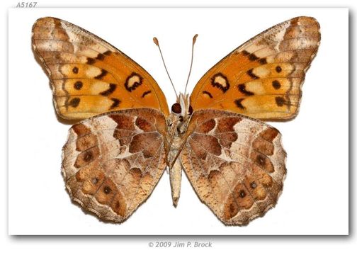 Image of Variegated Fritillary