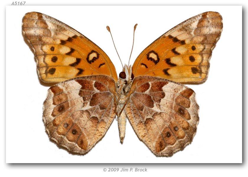 Image of Variegated Fritillary