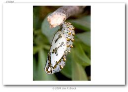 Image of Variegated Fritillary