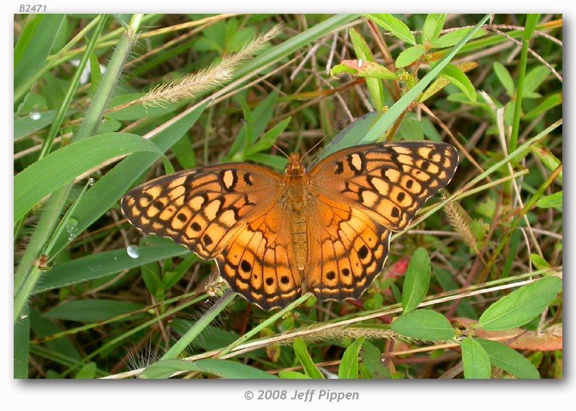 Image of Variegated Fritillary