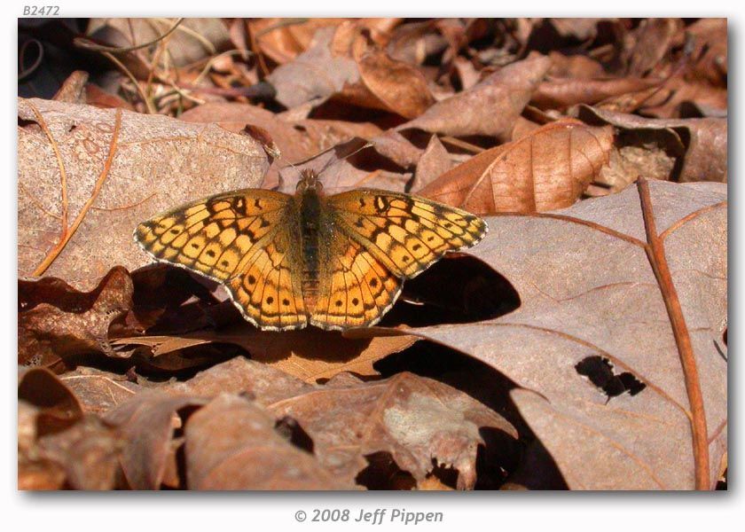 Image of Variegated Fritillary