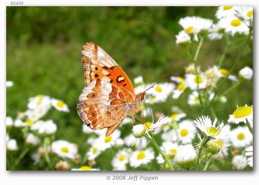 Image of Variegated Fritillary