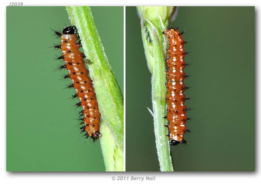 Image of Variegated Fritillary