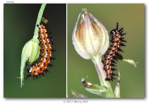 Image of Variegated Fritillary