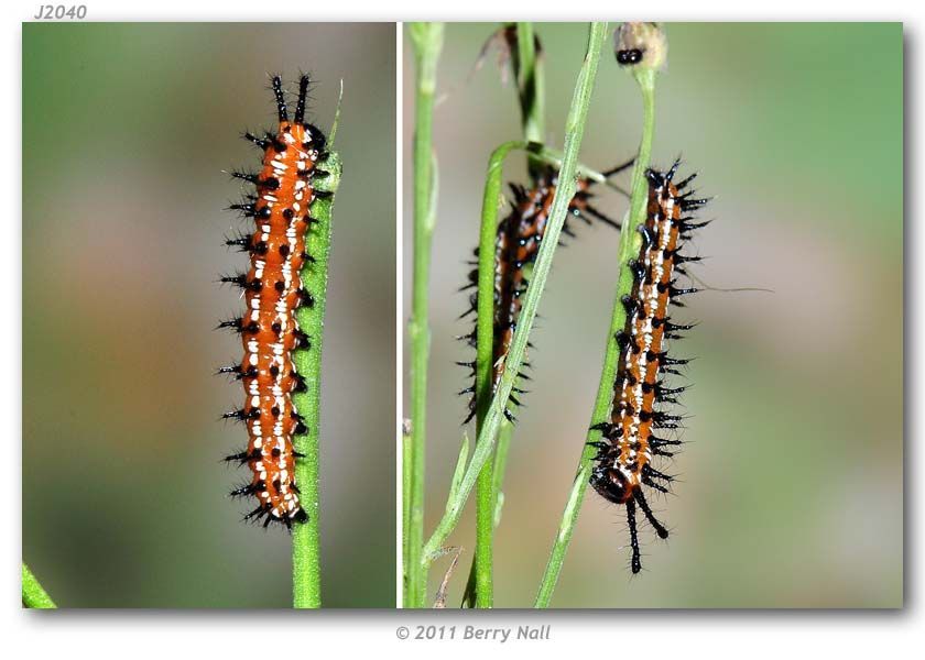 Image of Variegated Fritillary