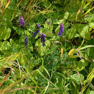 Image of bird vetch