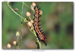 Image of Variegated Fritillary