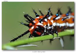 Image of Variegated Fritillary