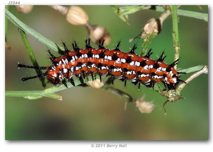 Image of Variegated Fritillary