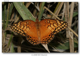 Image of Mexican Fritillary