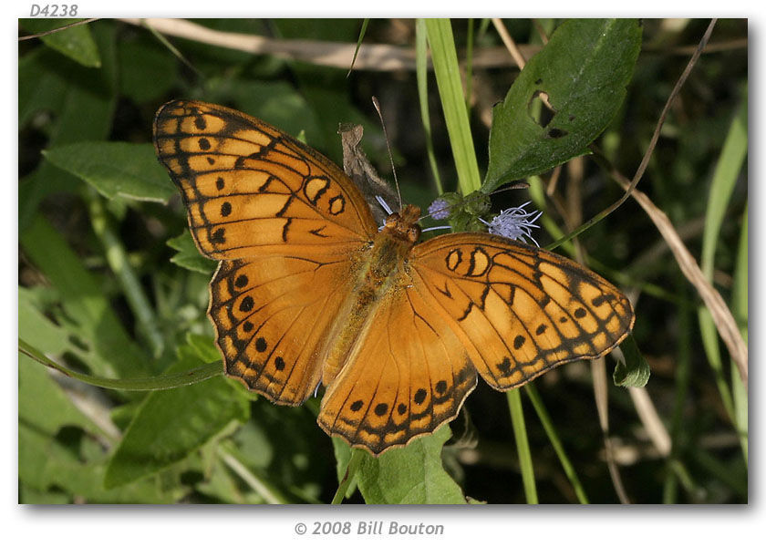 Image of Mexican Fritillary