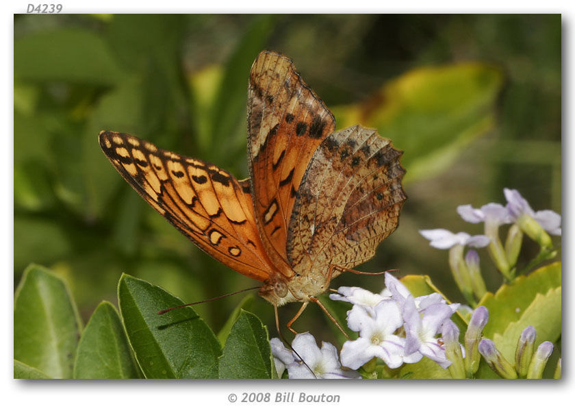 Image of Mexican Fritillary