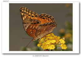 Image of Mexican Fritillary