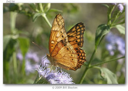 Image of Mexican Fritillary