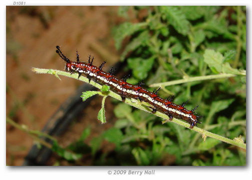 Image of Mexican Fritillary