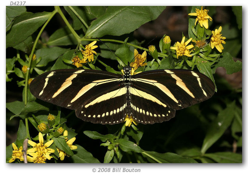 Heliconius charithonia Linnaeus 1767的圖片