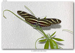 Image of Zebra Longwing