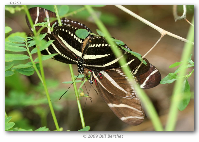 Heliconius charithonia Linnaeus 1767的圖片