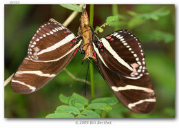 Heliconius charithonia Linnaeus 1767的圖片