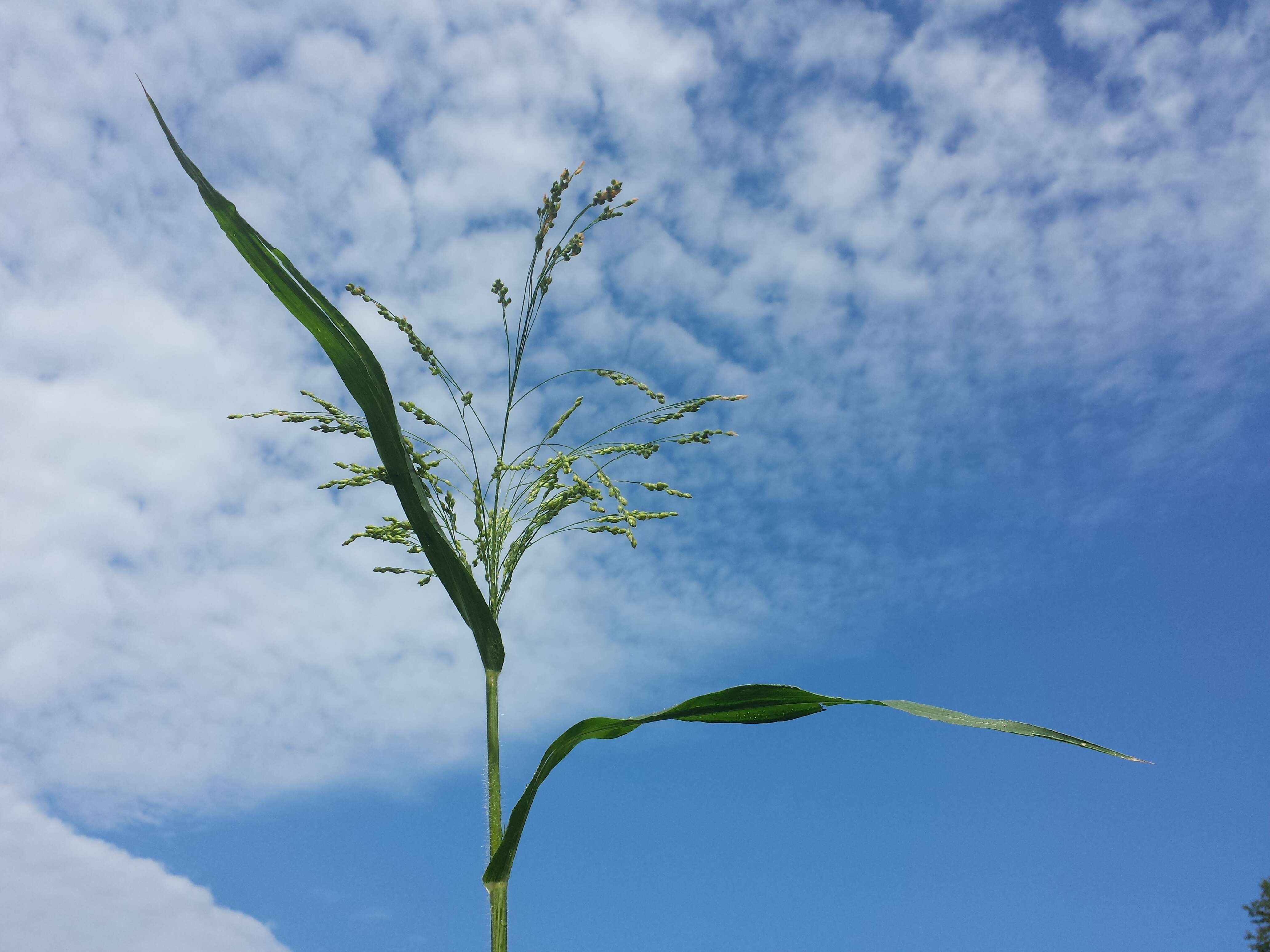 Imagem de Panicum miliaceum L.