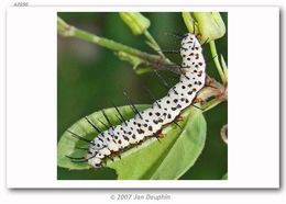 Image of Zebra Longwing