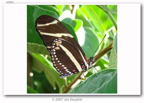 Image of Zebra Longwing