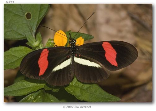 Image of Crimson Patched Longwing