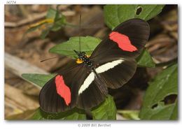 Image de Heliconius erato Linnaeus 1758