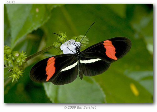 Image of Crimson Patched Longwing