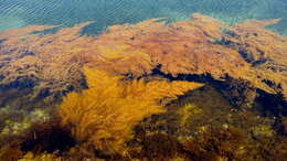 Слика од Sargassum horneri