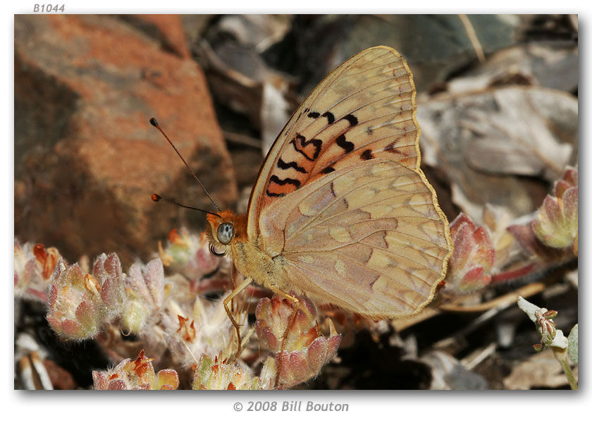 Image of Adiaste Fritillary