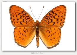 Image of Adiaste Fritillary