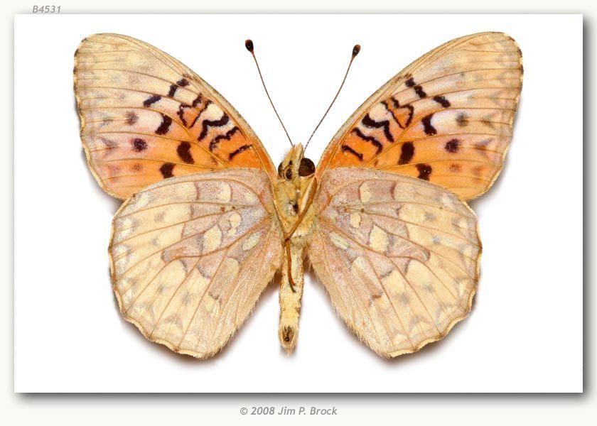 Image of Adiaste Fritillary