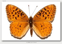 Image of Adiaste Fritillary