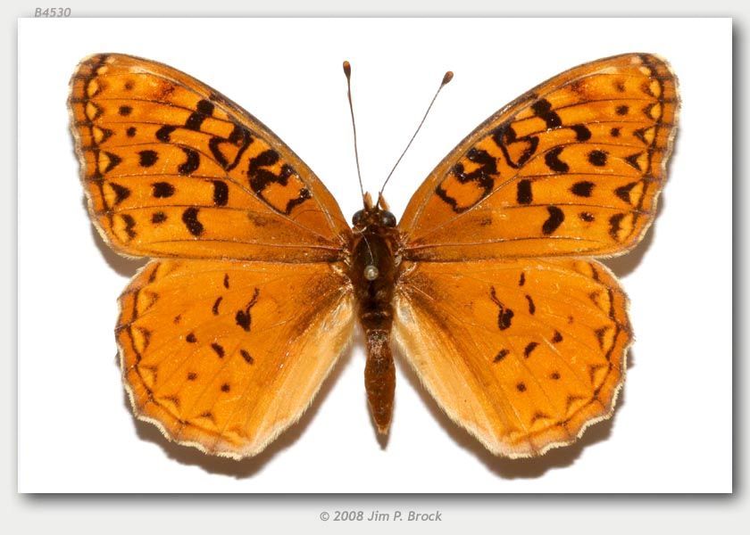 Image of Adiaste Fritillary