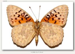 Image of Adiaste Fritillary